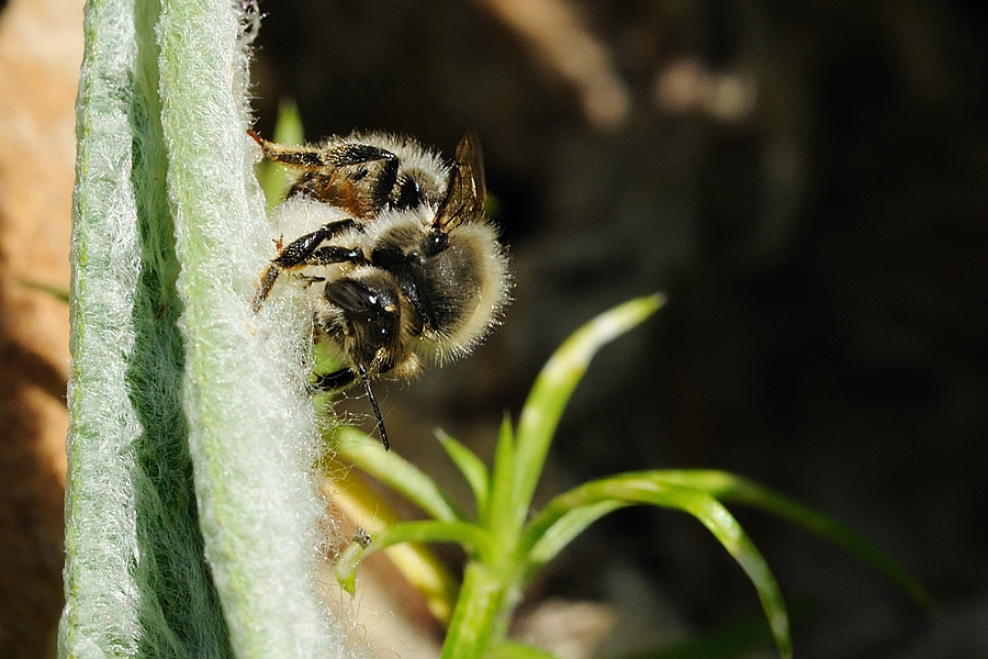 Wollbiene Anthidium montanum 3