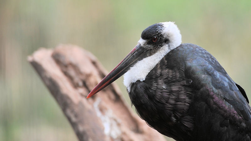Wollhalsstorch im Lake Manyara Nationalpark
9704