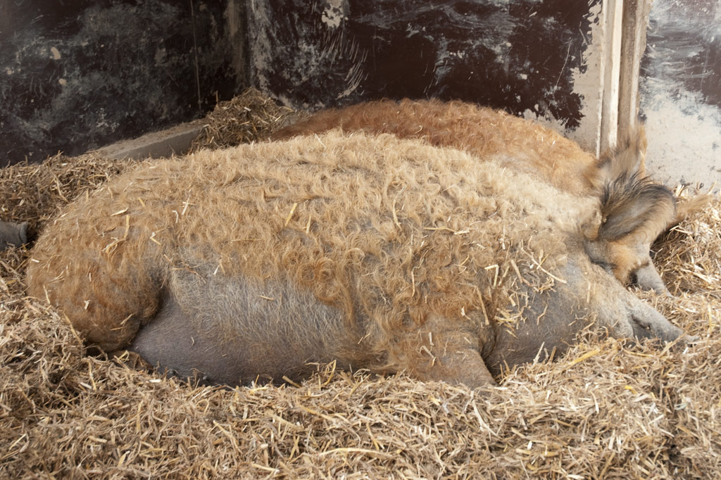 Wollschwein