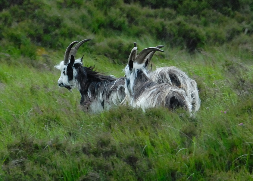 Wollziegen