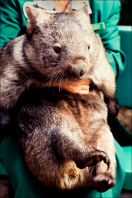 wombat