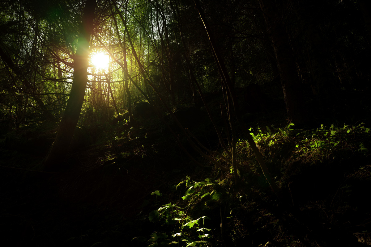 wood
