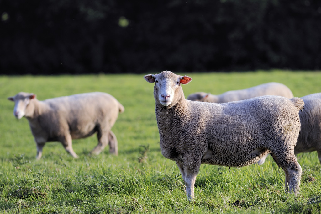 Wootton Courtenay (Somerset)
