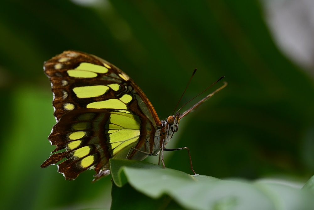WU7 1032 Schmetterling 1