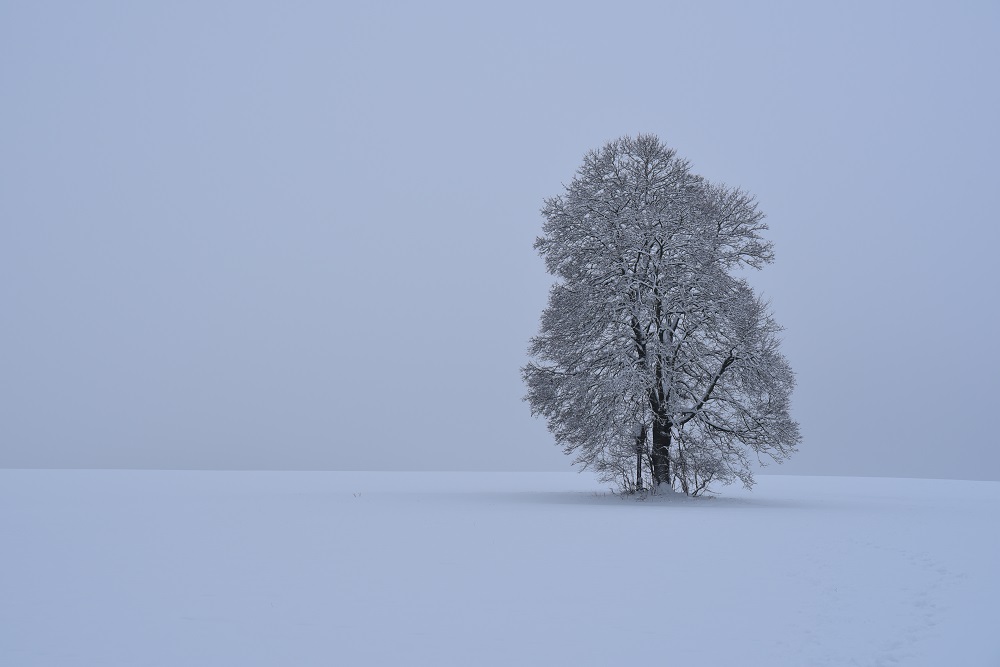 WU7 1095 Baum 1