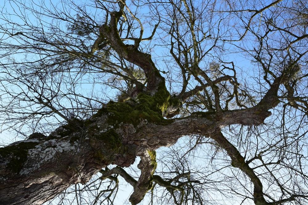 WU7 1116 alter Baum 1000