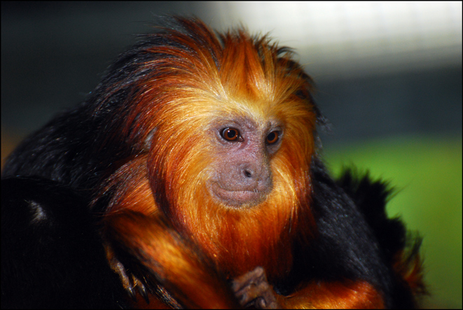 Wuppertaler Zoo 22.8.10 097