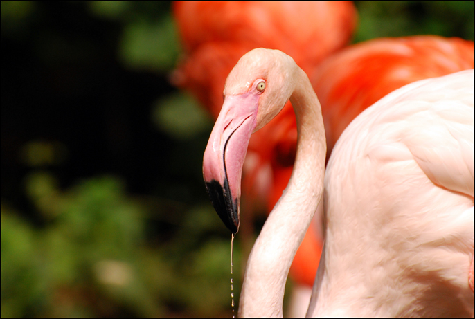 Wuppertaler Zoo 22.8.10 111