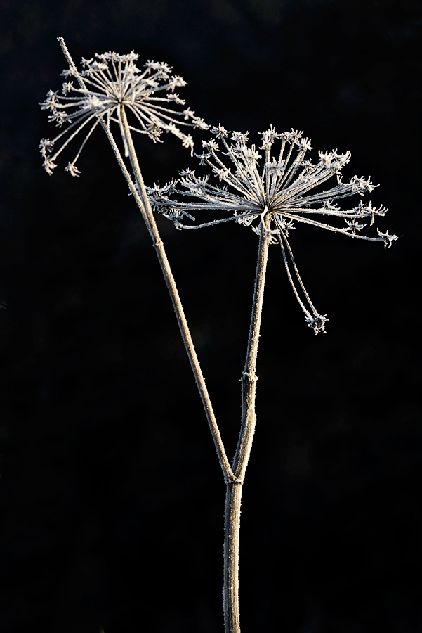 Wurzacher Ried 20150106 095825