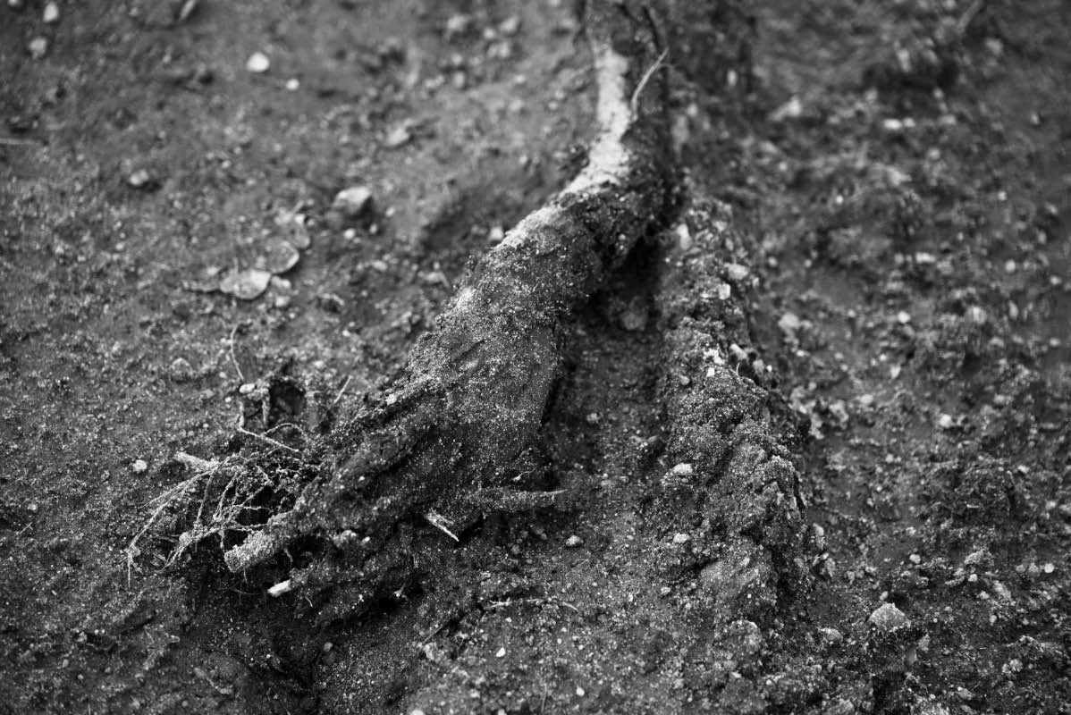 Wurzelhand BW.jpg