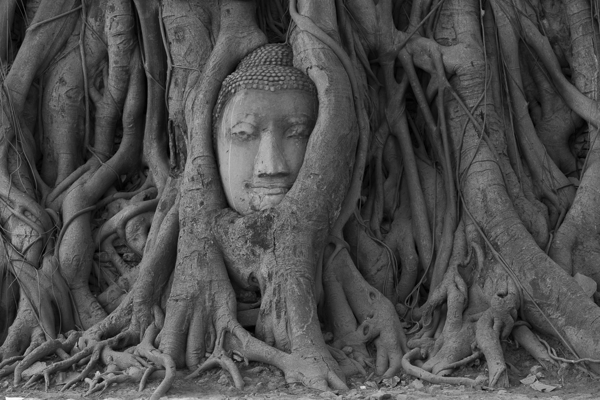 Wurzeln Ayutthaya
