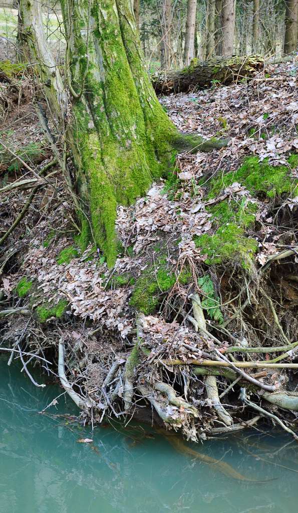 Wurzeln unter Wasser