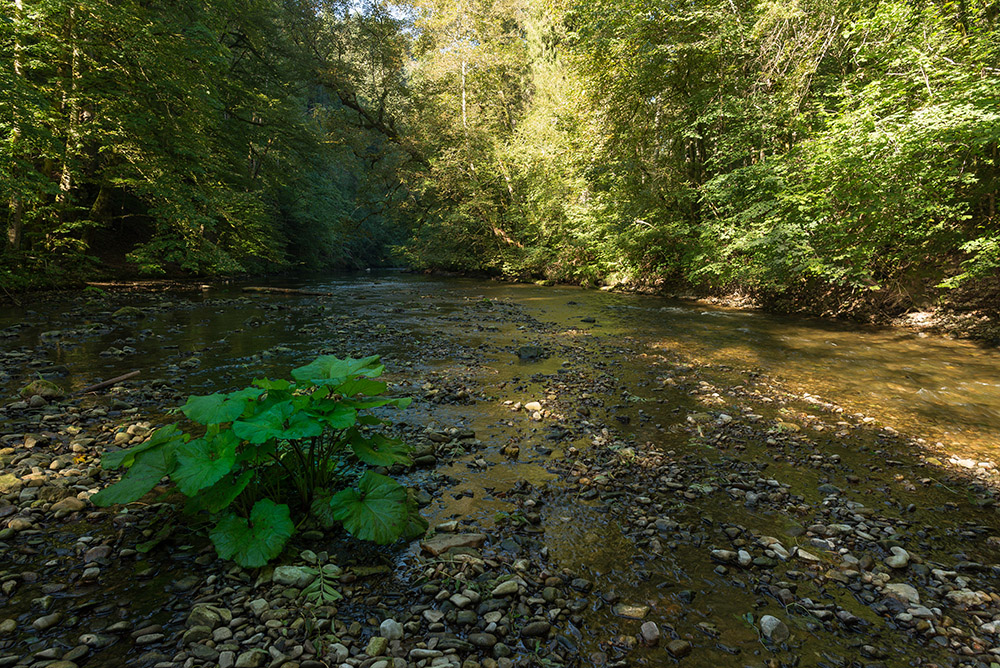 Wutachschlucht 5

Gemütlich und flach fließt die Wutach in weitern Bereichen dahin. Sie kann aber auch anders. Besonders nach starken Regenfällen oder