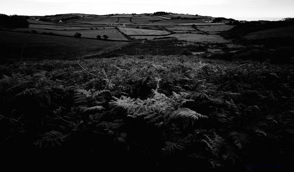 X 0058 Irland 2011 ferns near Dromberg