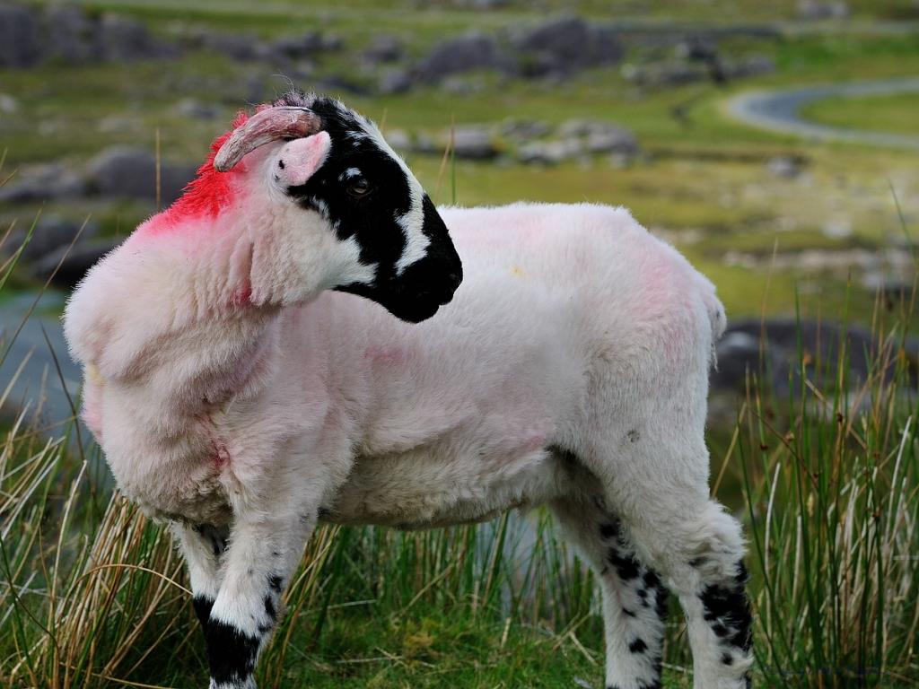 X 0088 Irland 2011 sheep