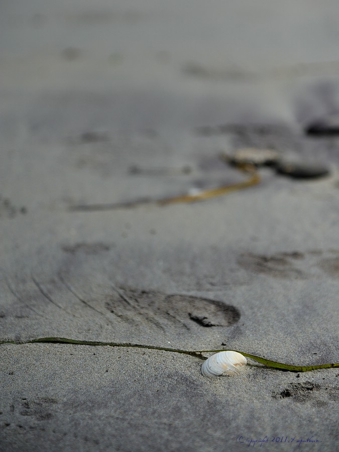 X 0106 Irland 2011 sea shell
