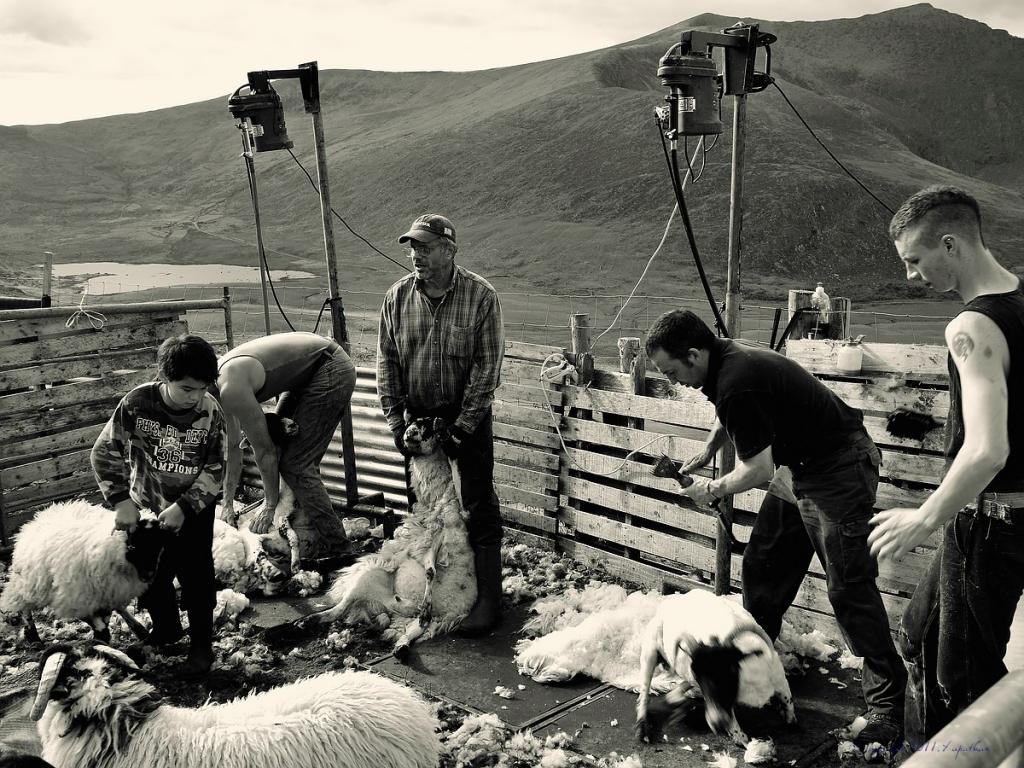 X 0116 Irland 2011 new sheeps please bws