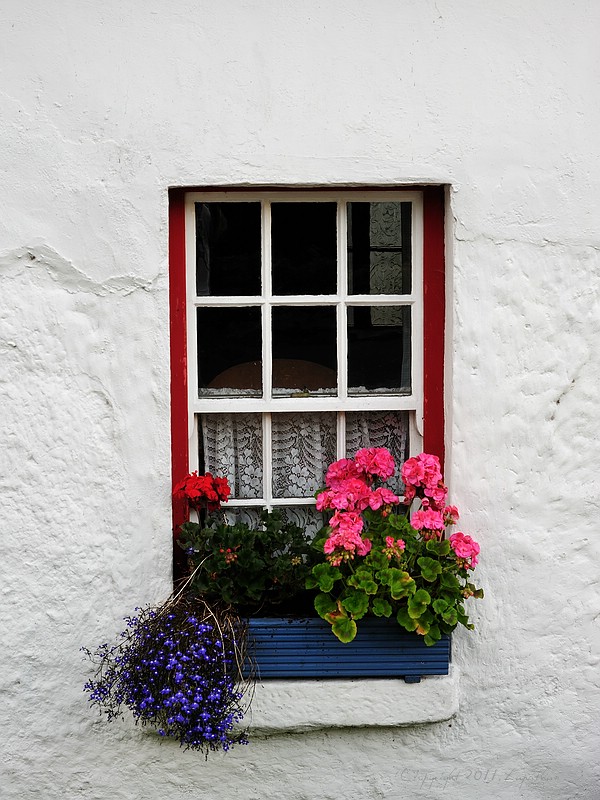 X 0167 Irland 2011 window and flowers