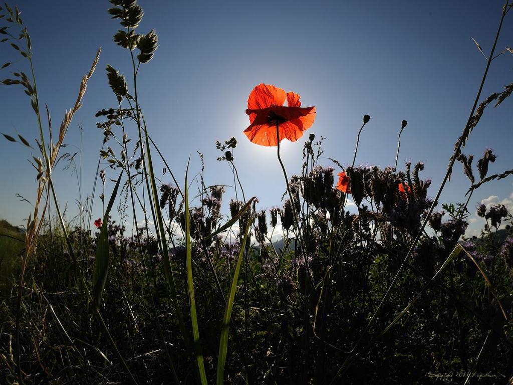 X frühmorgens in der Wiese
