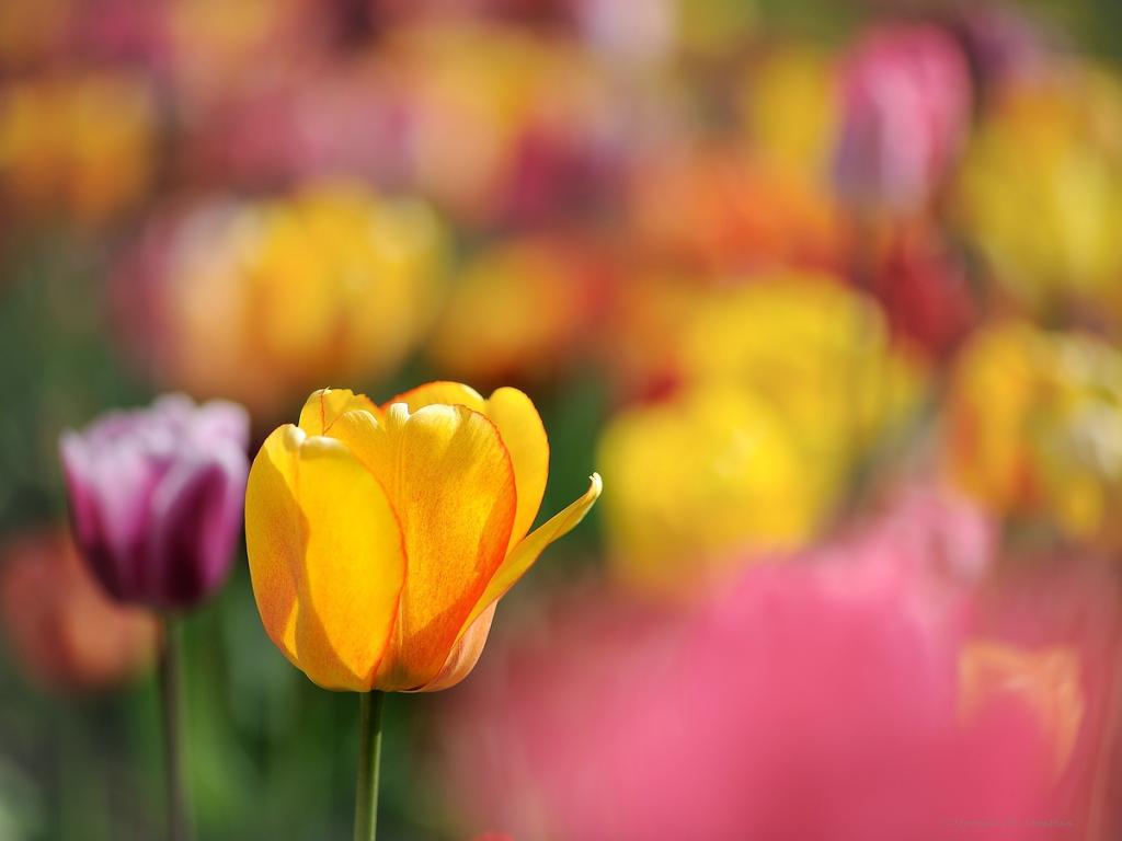 X gelb rote Tulpe im Feld v web