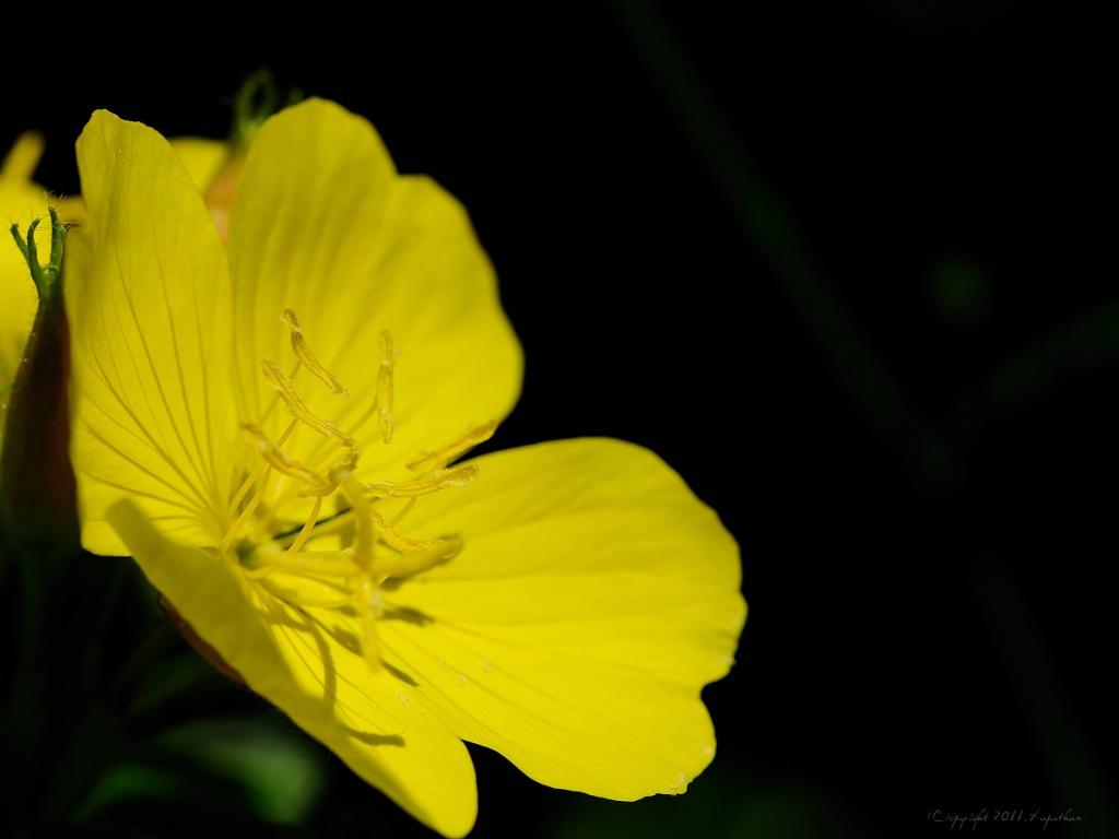 X gelbe Blüte