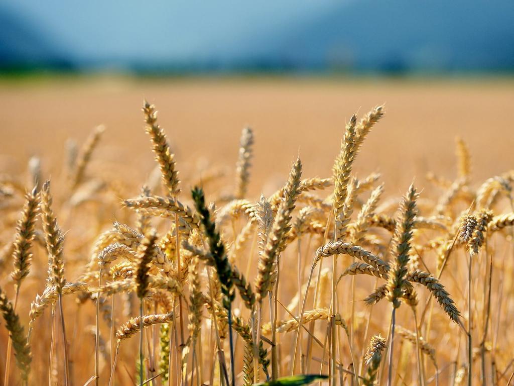X golden corn web