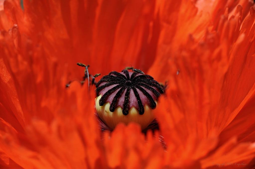 X im roten Mohn
