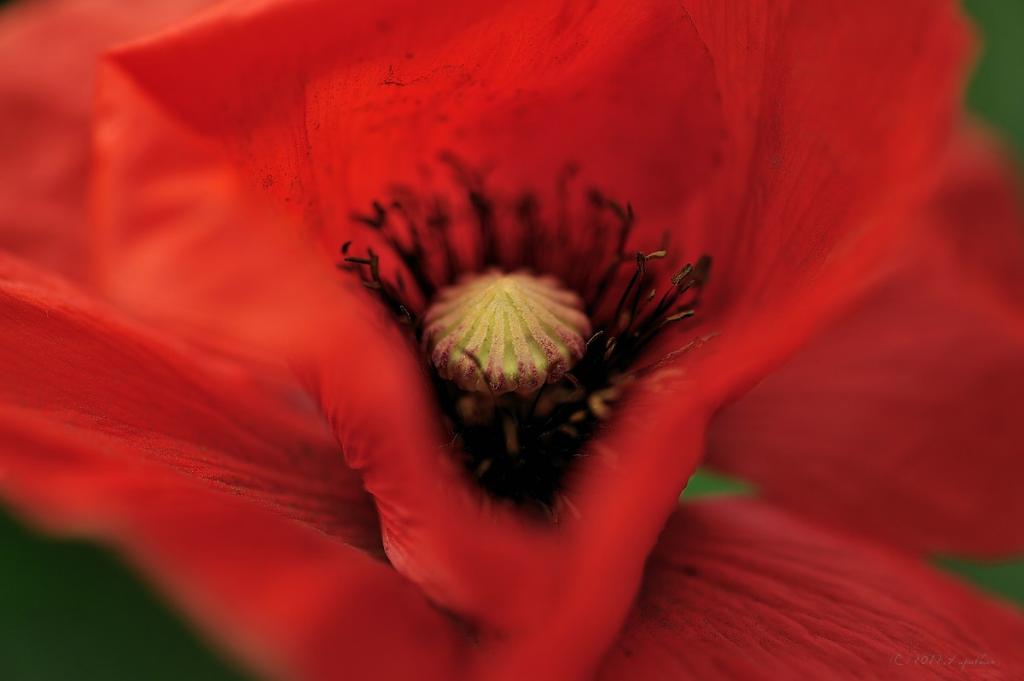 X in der Mohnblüte