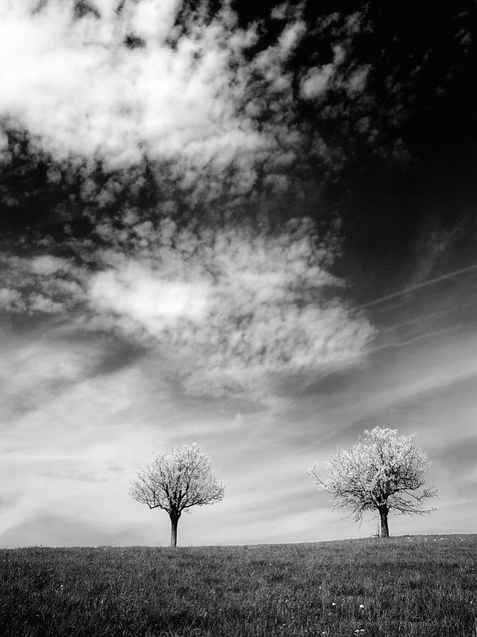 X Kirschbäume auf der Wiese s bw1 web