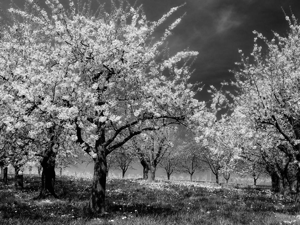 X Kirschblüte Eggener Tal s bw web