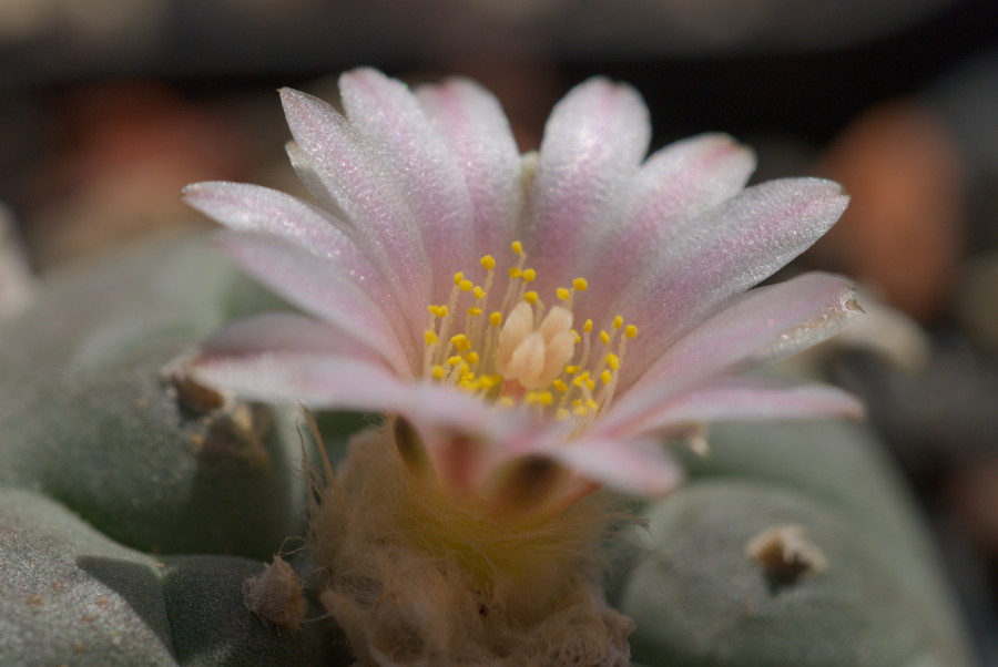x Lophophora williamsii