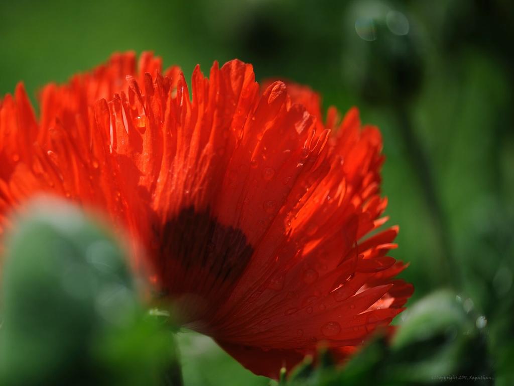 X mohn after the rain