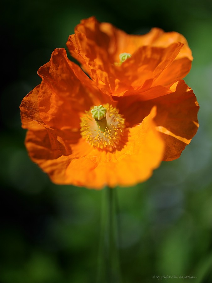 X Mohn orange