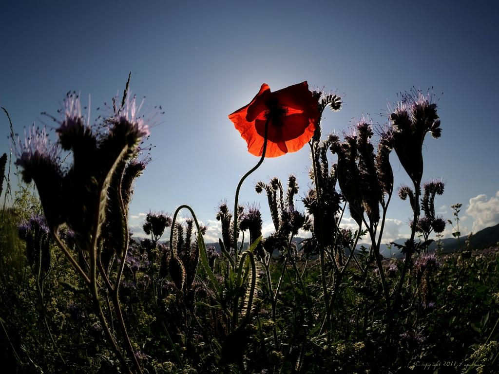 X Mohn schaut in die Sonne