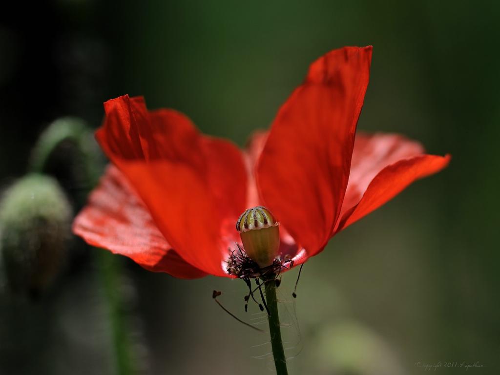 X offene Mohnblüte