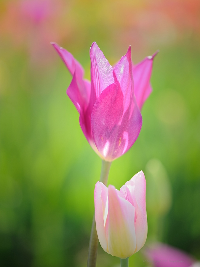 X pastelltulpen v2 web