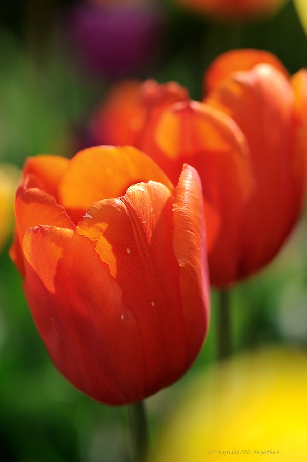 X rote Tulpe web