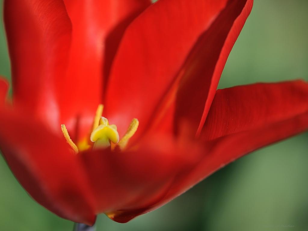 X stempel einer roten Tulpe web