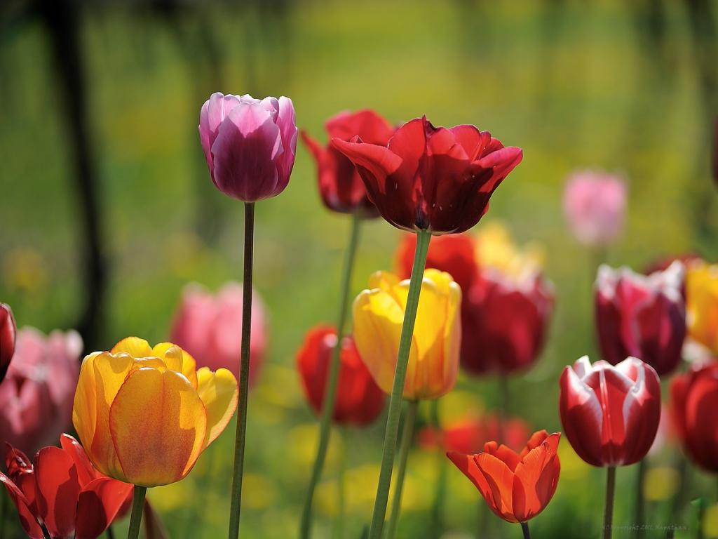 X Tulpen im Gegenlicht web