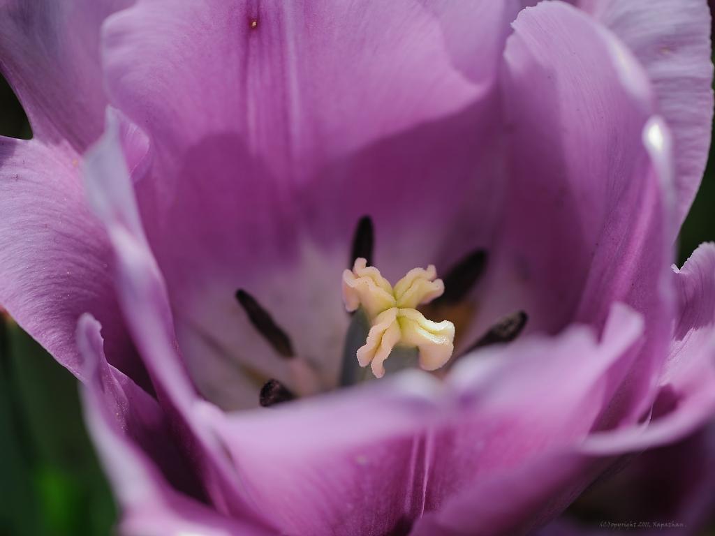 X Tulpenstempel web