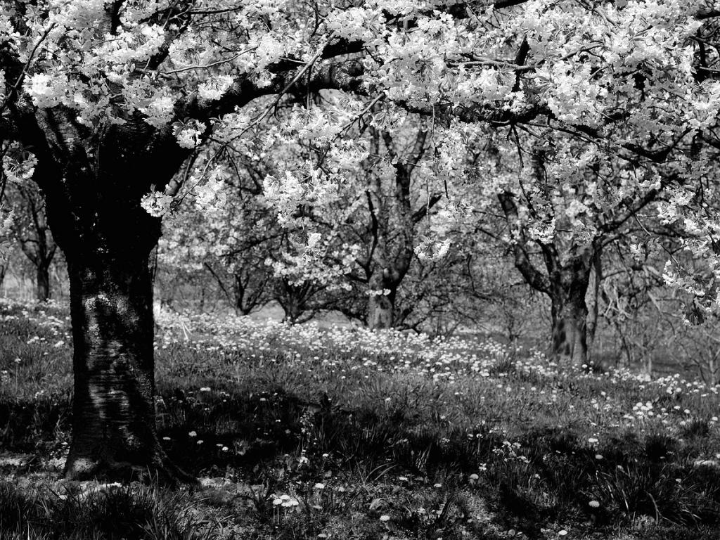 X unterm Kirschbaum s bw web