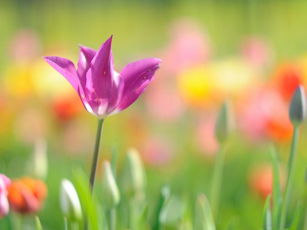 X Violette Tulpe web