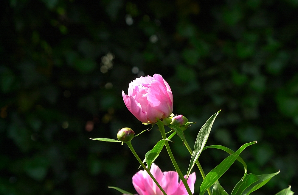 xDSC 6084 404