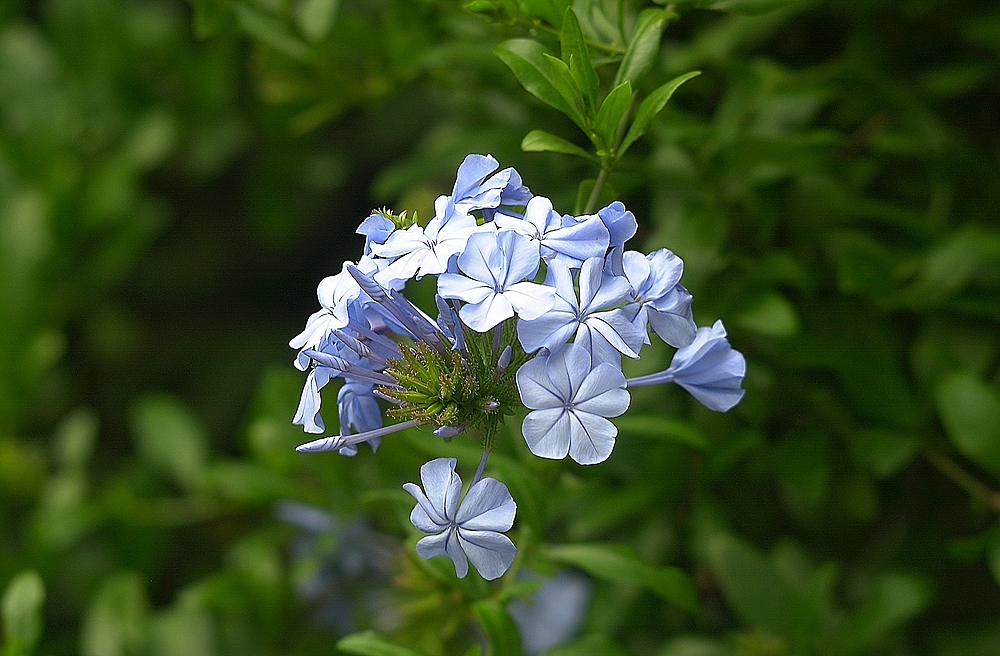 xDSC 6930 2491
