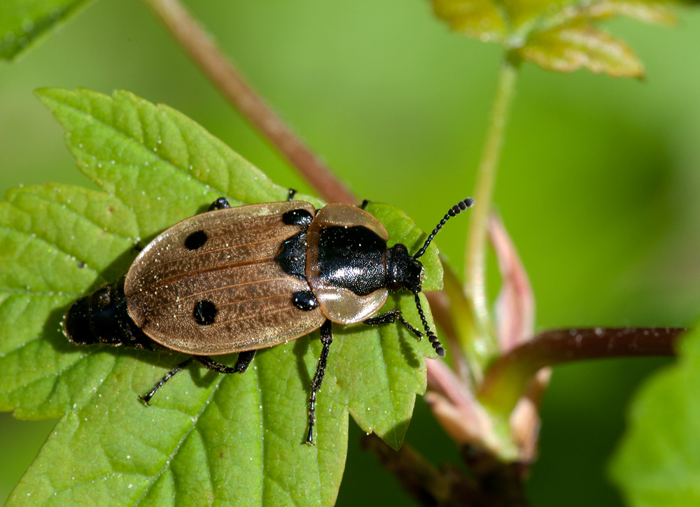Xylodrepa quadripunctata Linnaeus