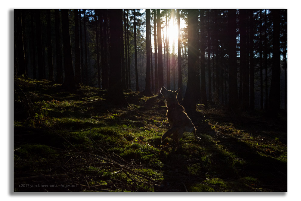 Y72 0108 Deister