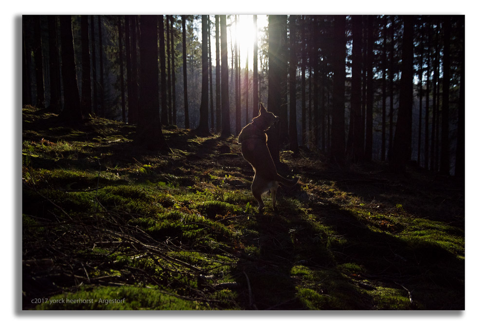Y72 0109 Deister