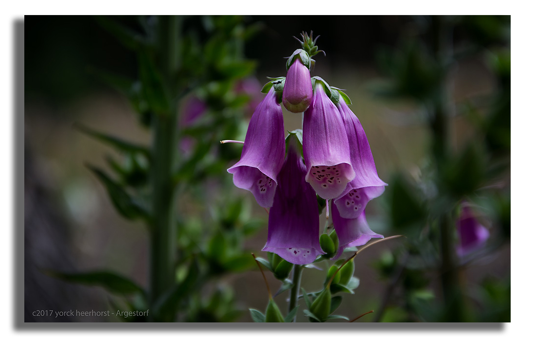 Y72 0753 WEB FORUM