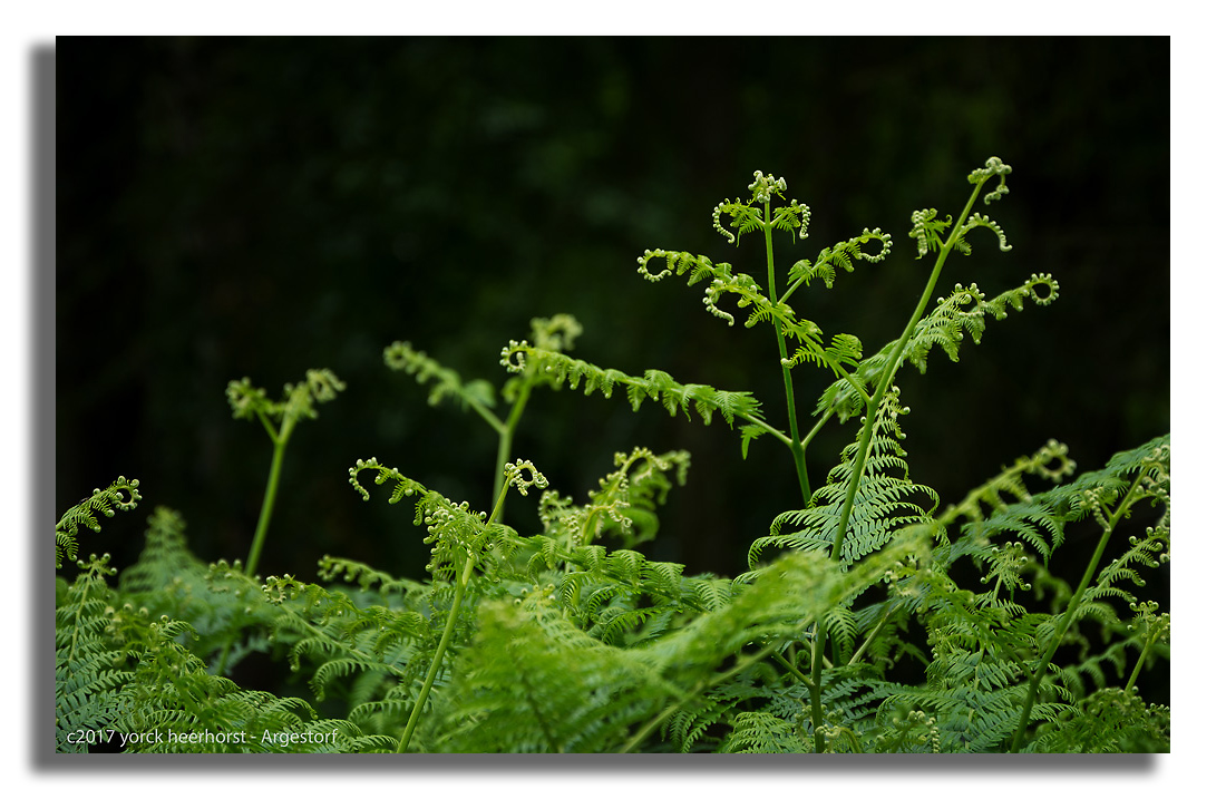 Y72 0755 WEB FORUM