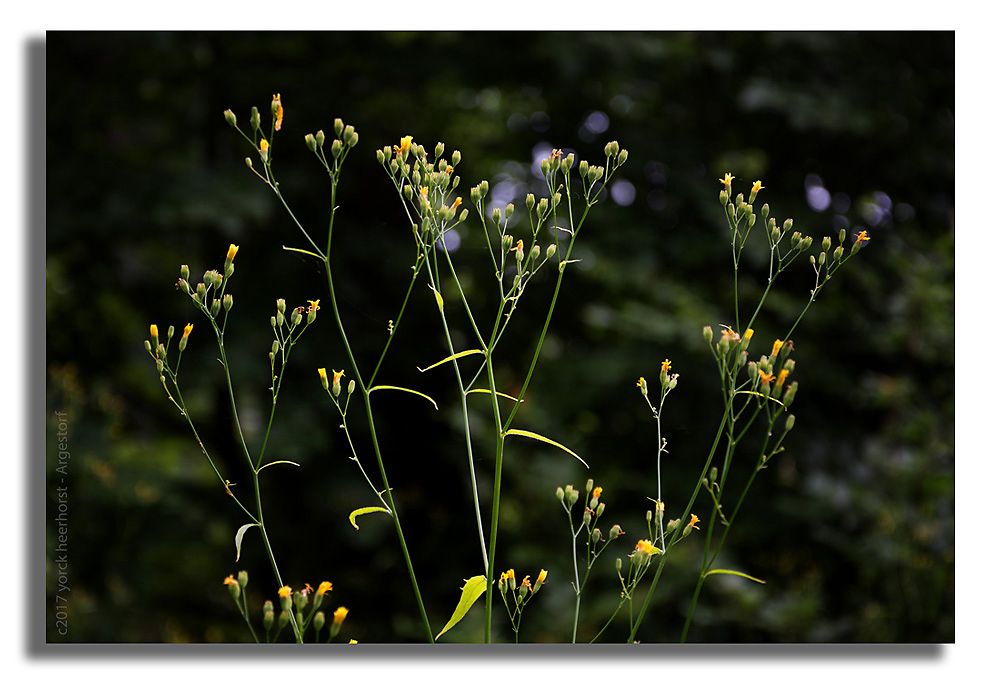Y72 0758 WEB FORUM